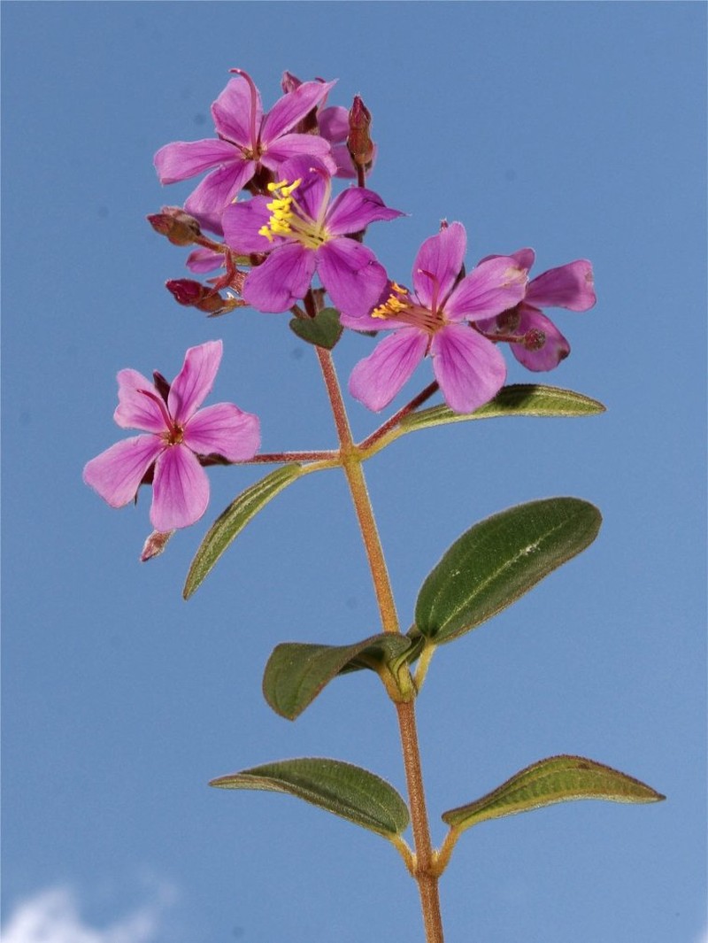 Chaetogastra decora