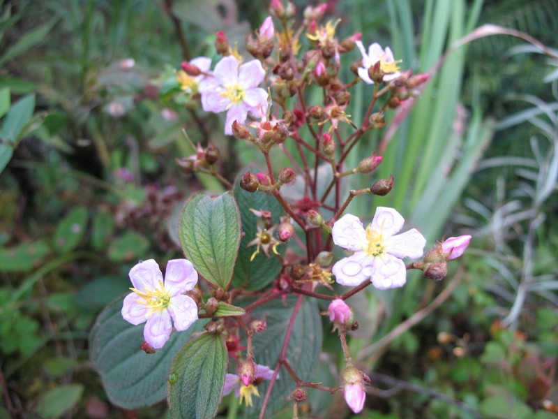 Chaetogastra dimorphylla
