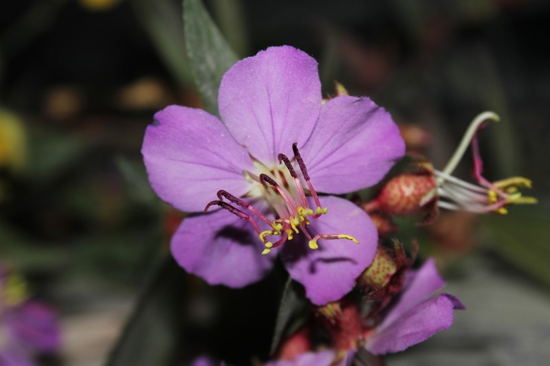 Chaetogastra durangensis photo 2
