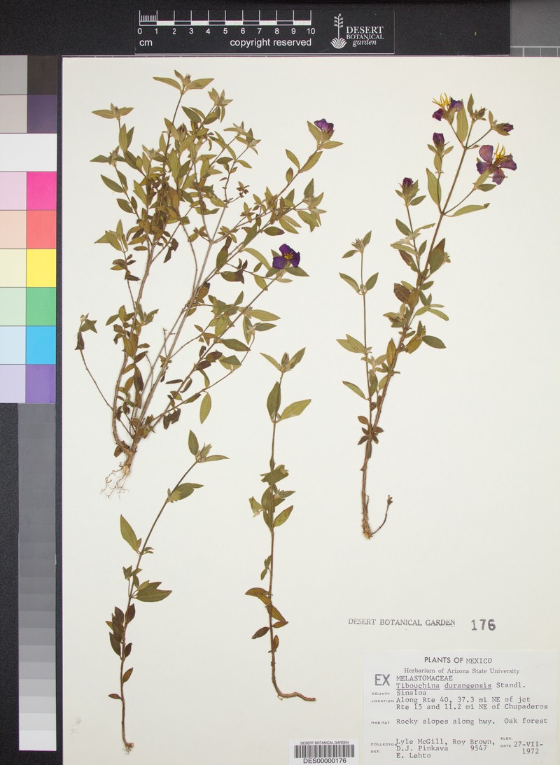 Chaetogastra durangensis photo 6