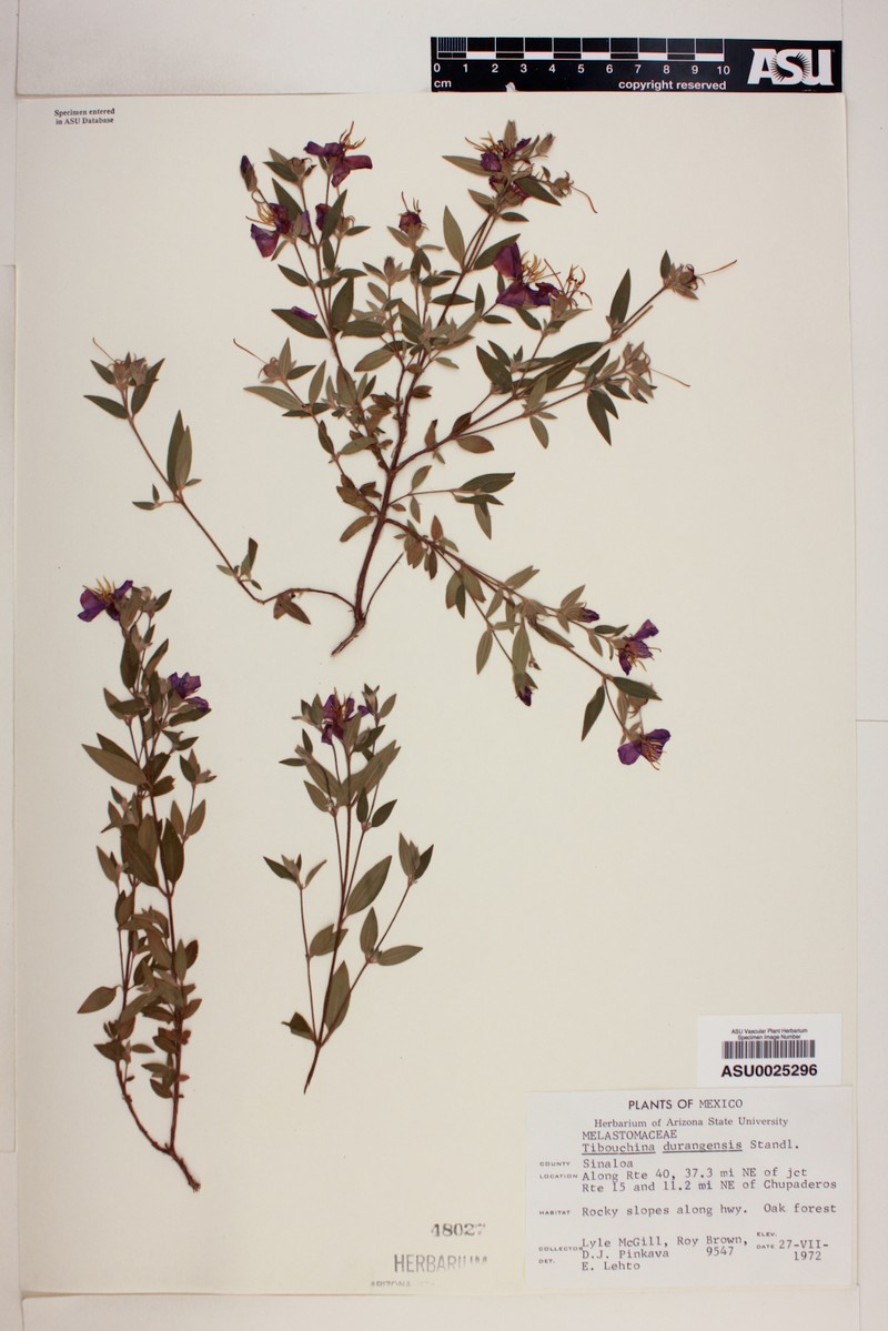 Chaetogastra durangensis photo 7