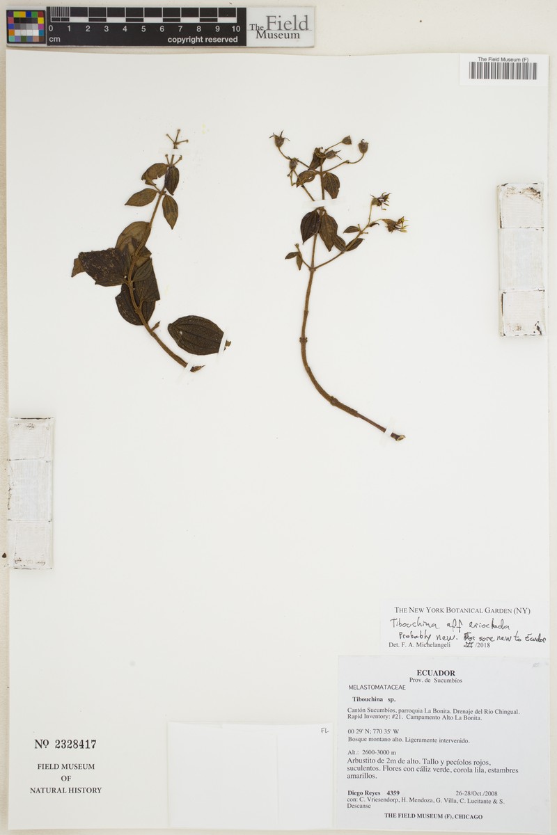Chaetogastra erioclada photo 2