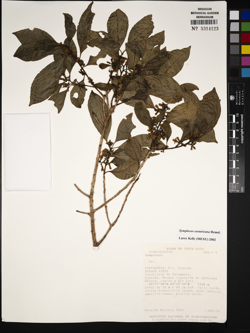 Chaetogastra erioclada photo 3