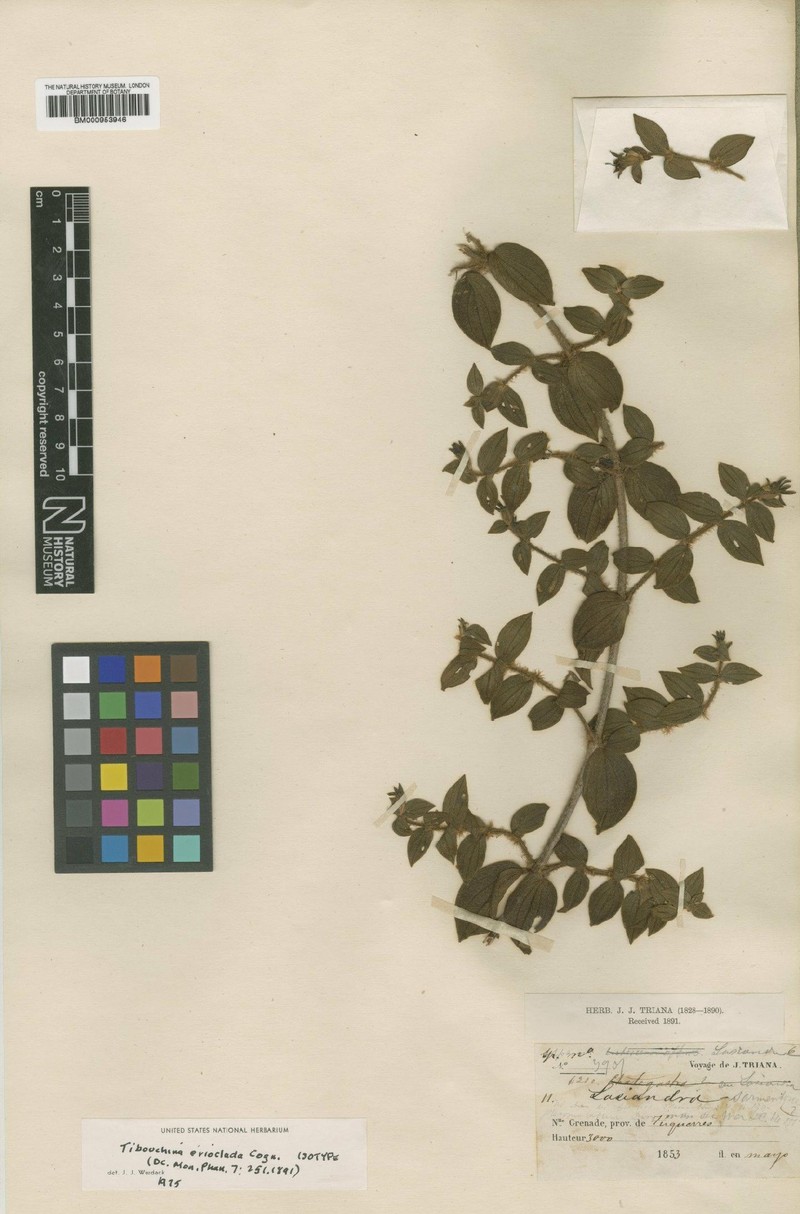 Chaetogastra erioclada photo 4