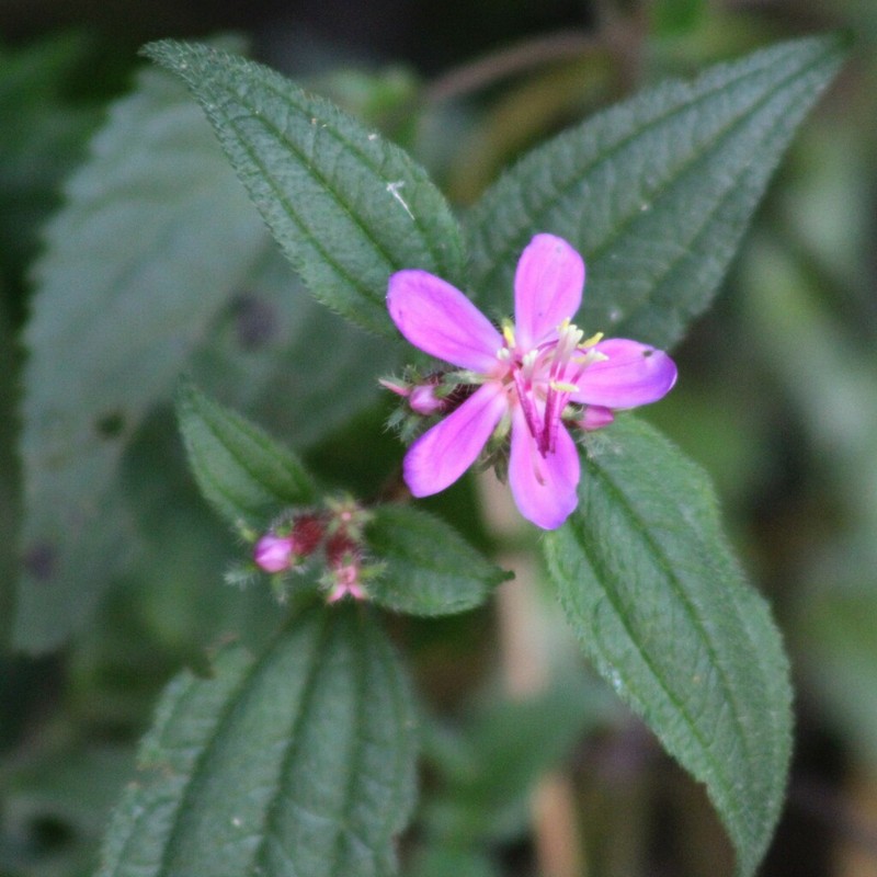 Chaetogastra galeottiana
