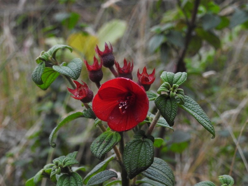 Chaetogastra grossa