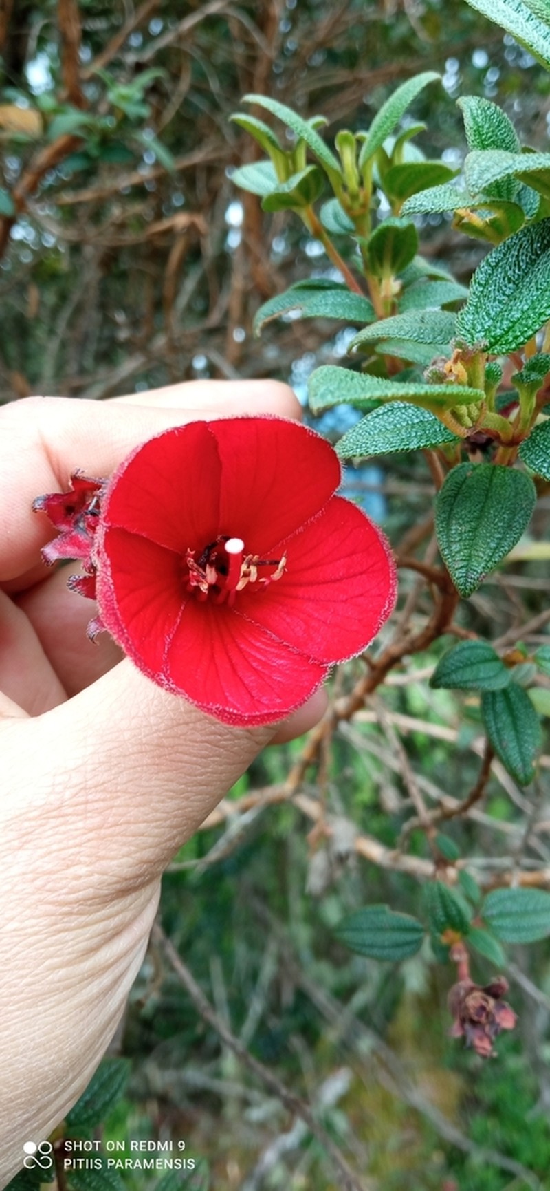 Chaetogastra grossa photo 2