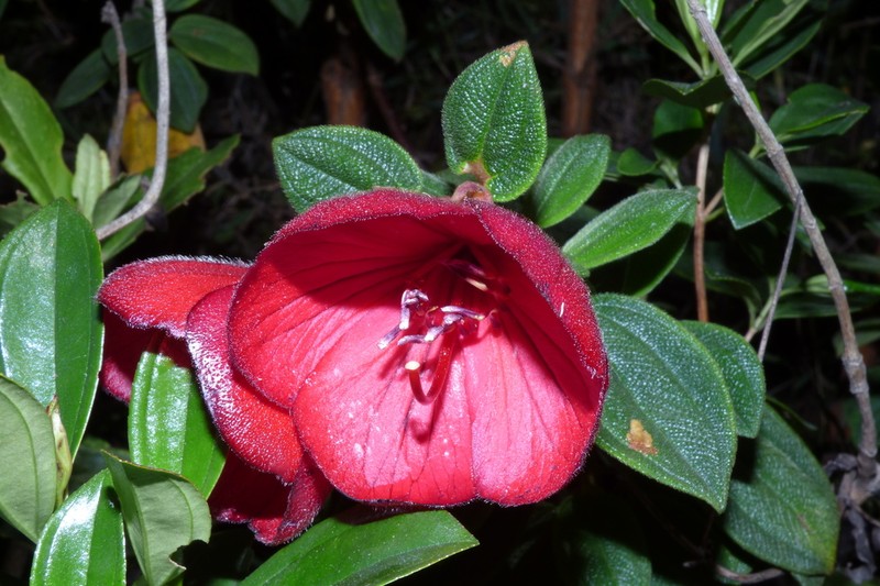 Chaetogastra grossa photo 3