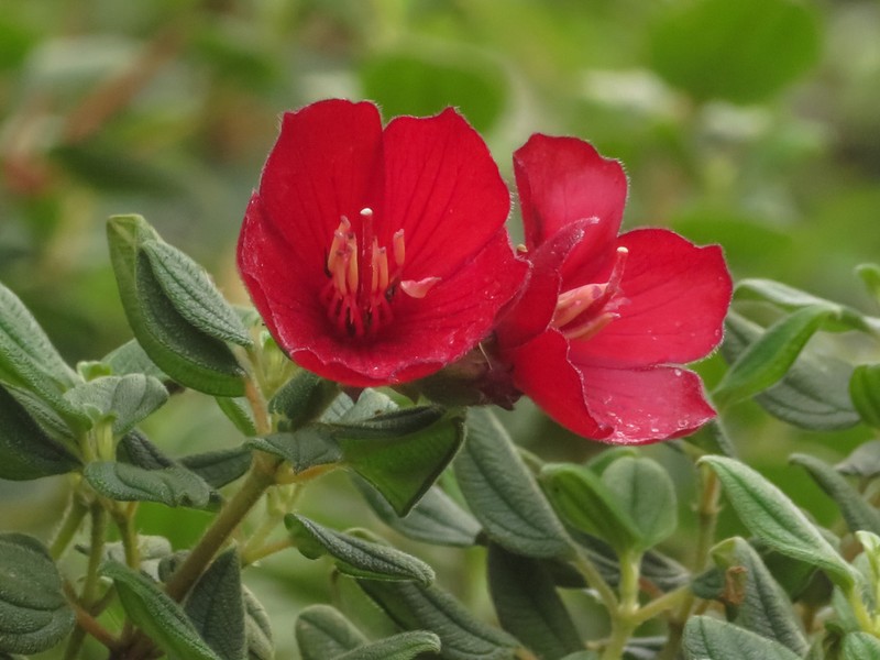 Chaetogastra grossa photo 4
