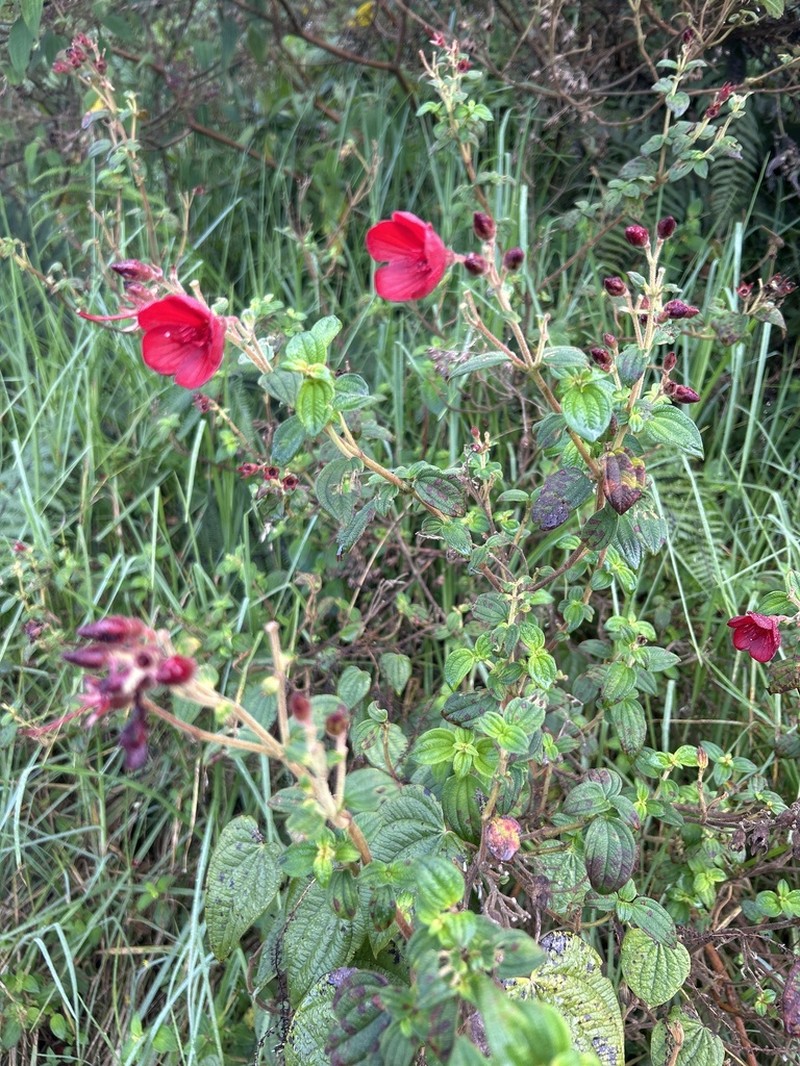 Chaetogastra grossa photo 5