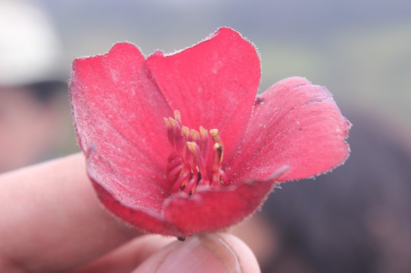 Chaetogastra grossa photo 6