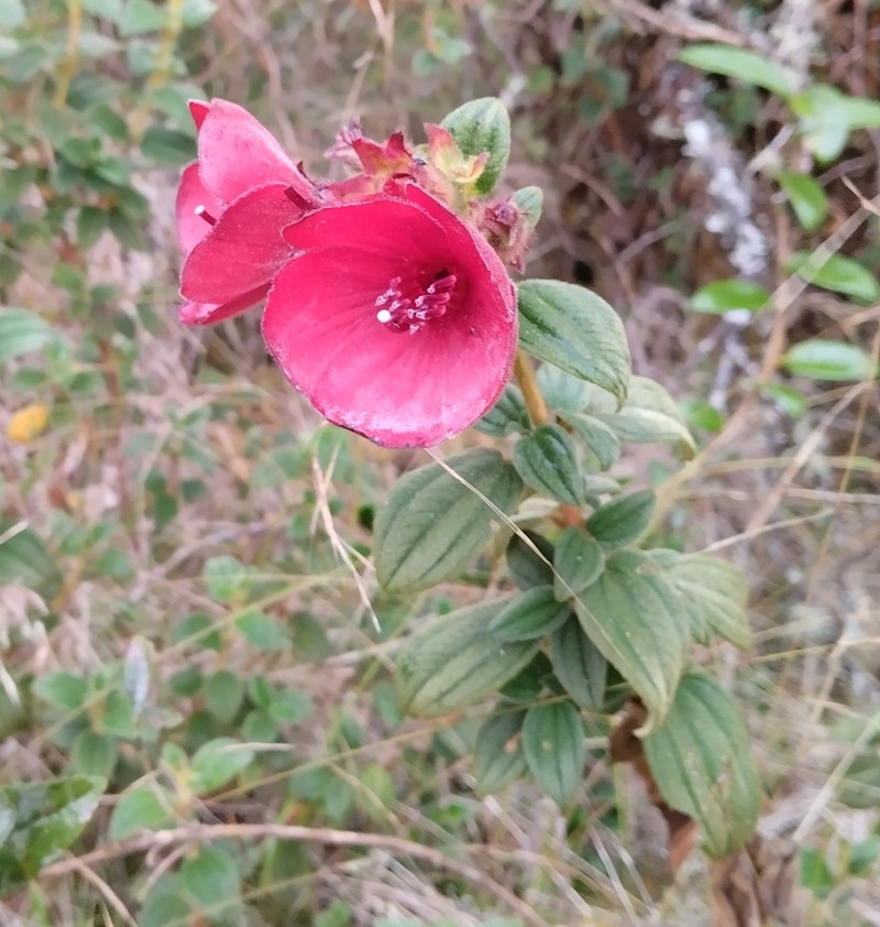 Chaetogastra grossa photo 8