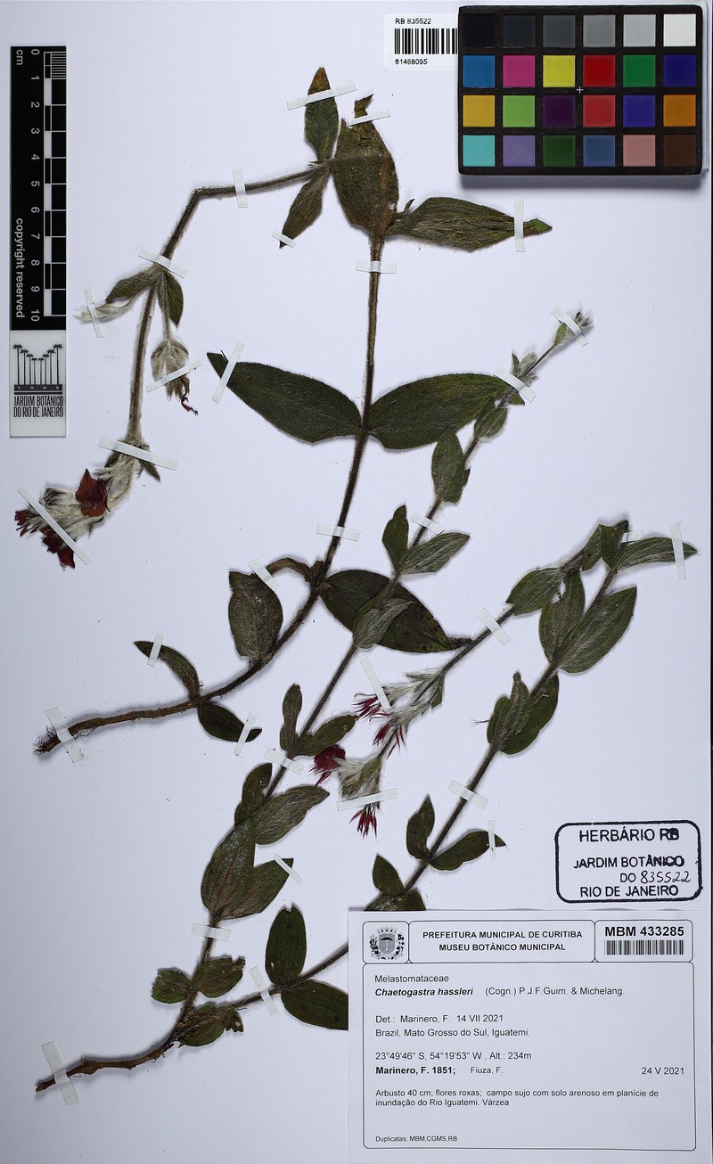 Chaetogastra hassleri