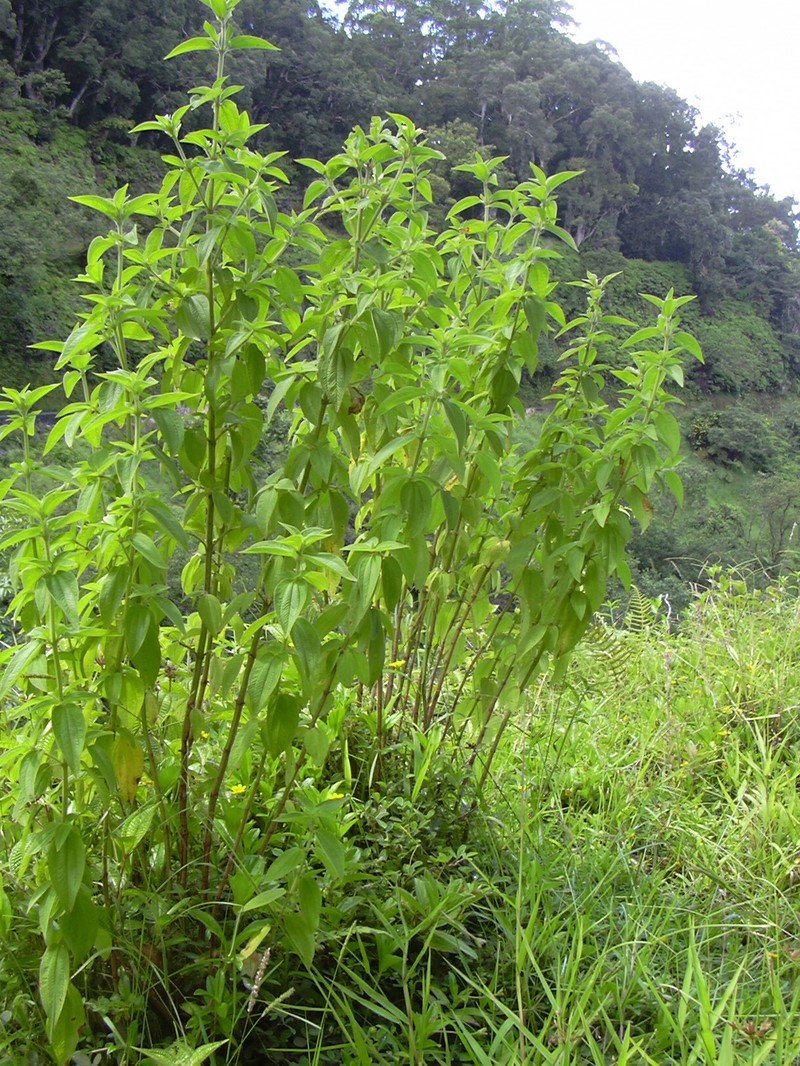 Herbaceous Glorytree photo 5