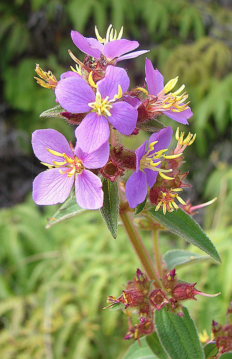Herbaceous Glorytree photo 6