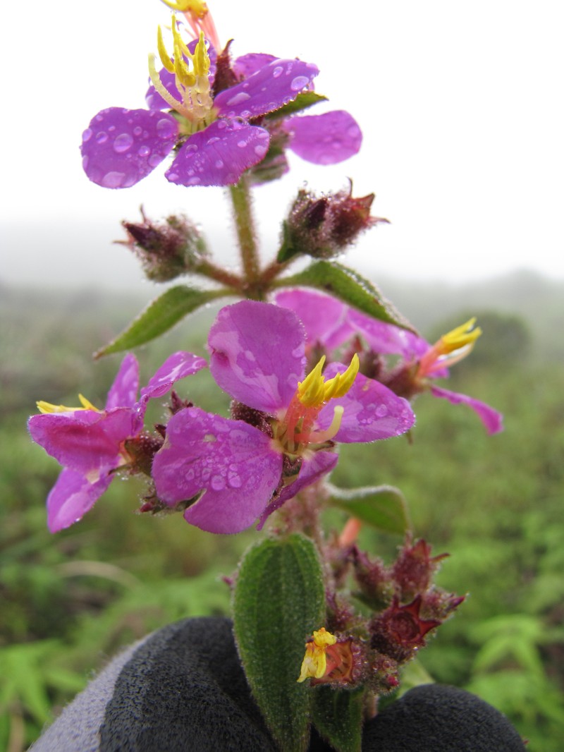 Herbaceous Glorytree photo 7