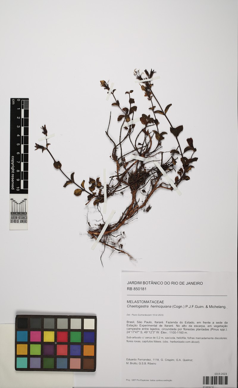 Chaetogastra herincquiana