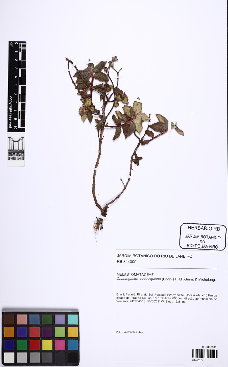 Chaetogastra herincquiana photo 2