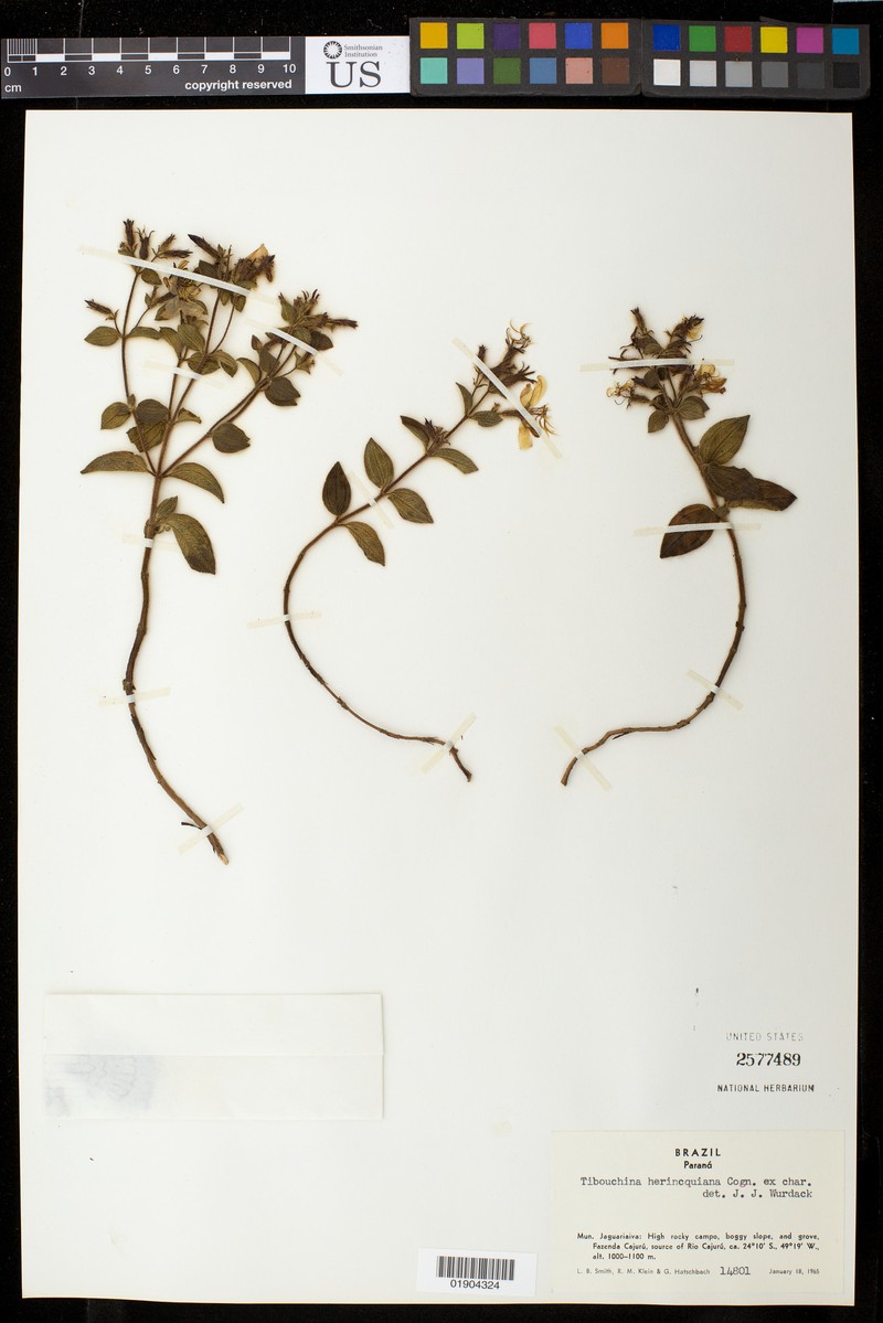 Chaetogastra herincquiana photo 3