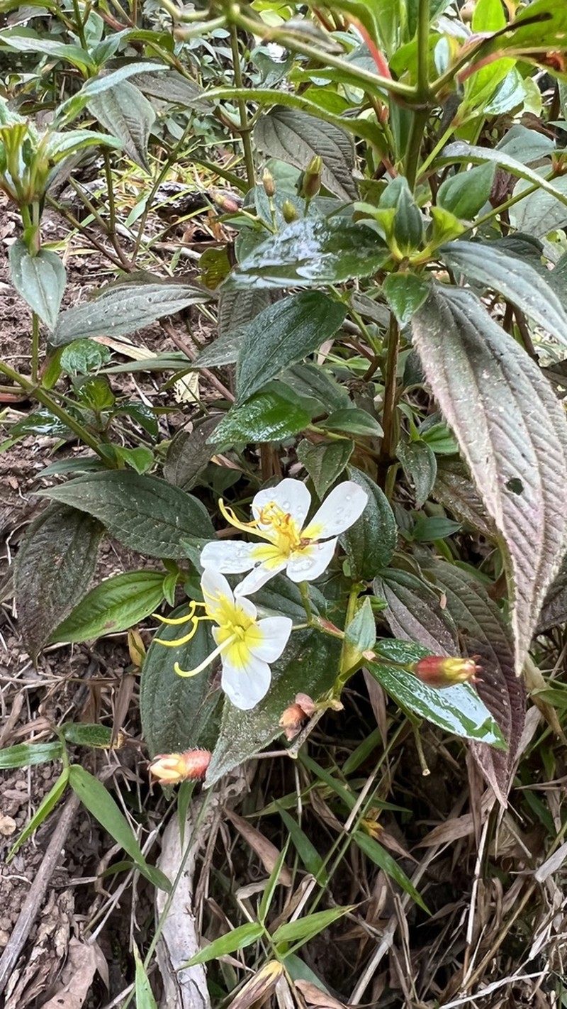 Chaetogastra herzogii photo 2
