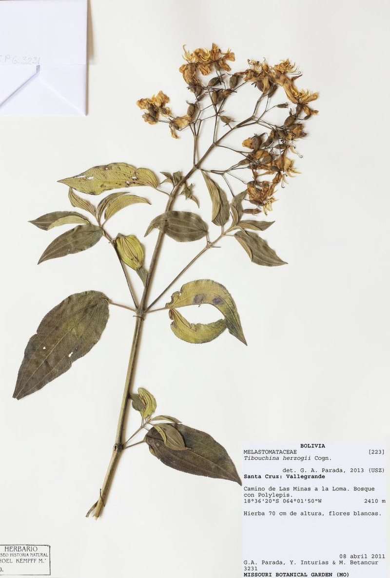Chaetogastra herzogii photo 6