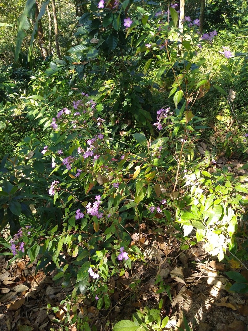 Chaetogastra hintonii