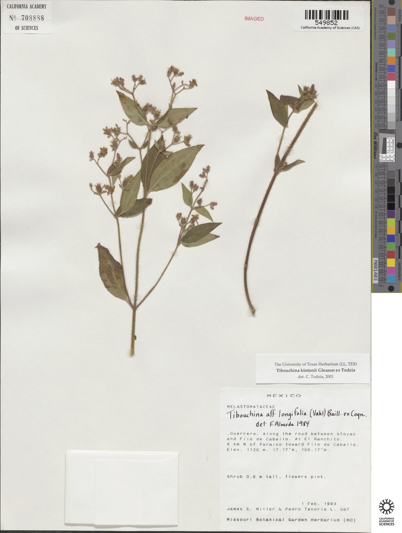Chaetogastra hintonii photo 3