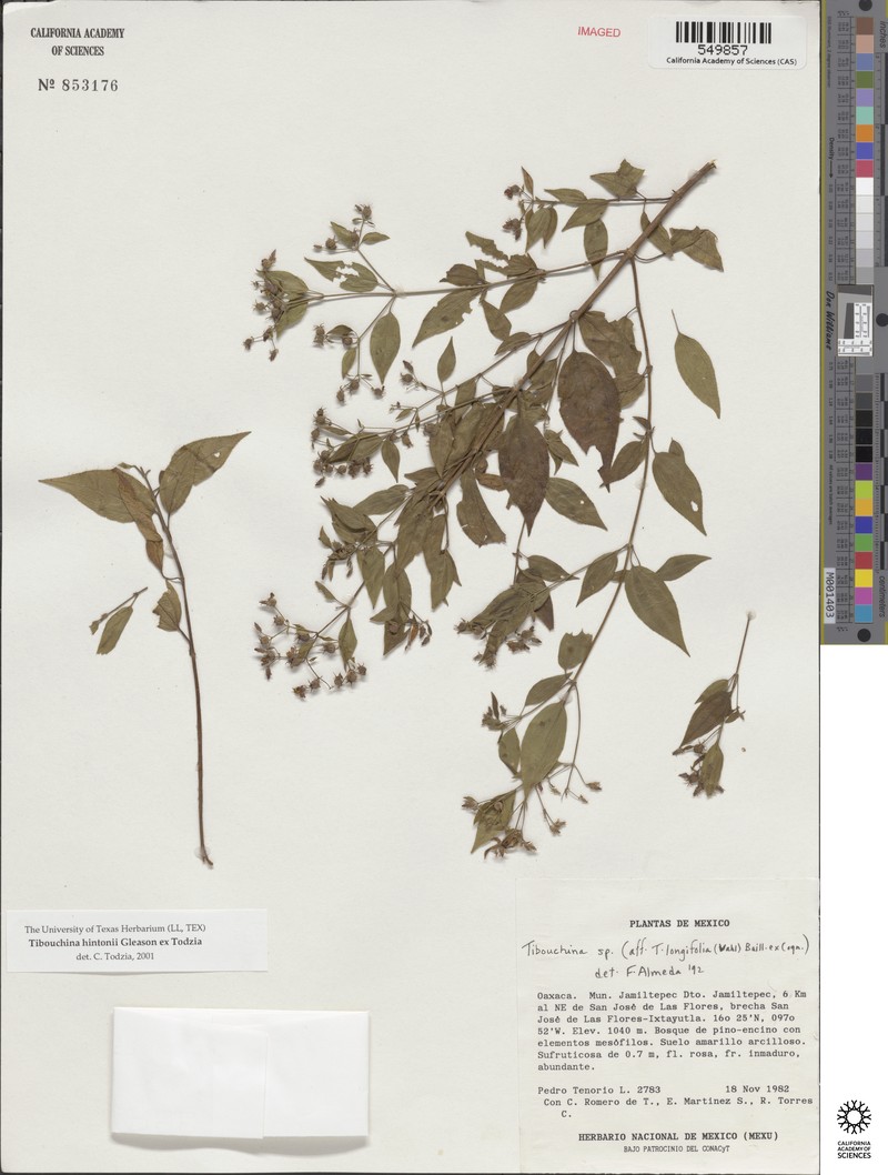 Chaetogastra hintonii photo 4