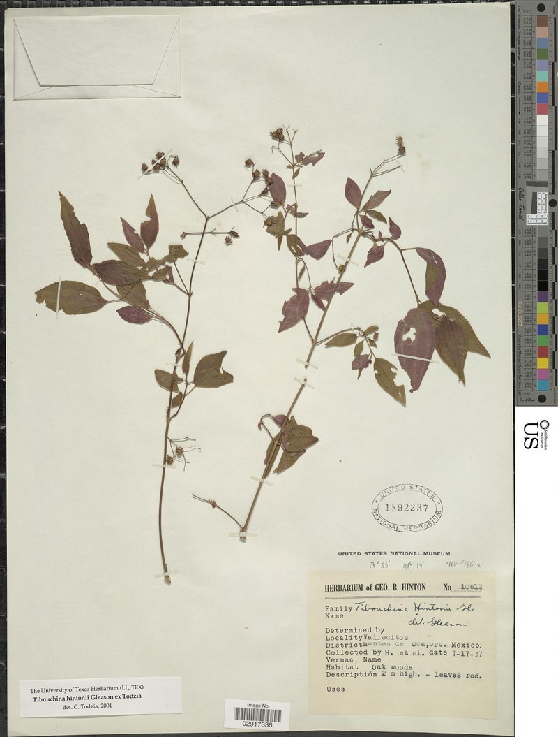 Chaetogastra hintonii photo 5