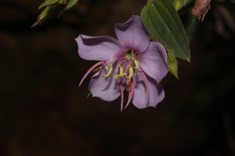 Chaetogastra hutchisonii
