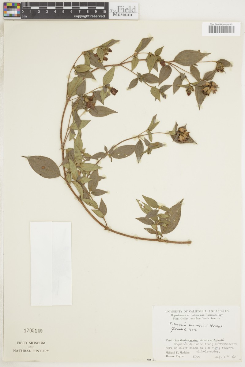 Chaetogastra hutchisonii photo 2