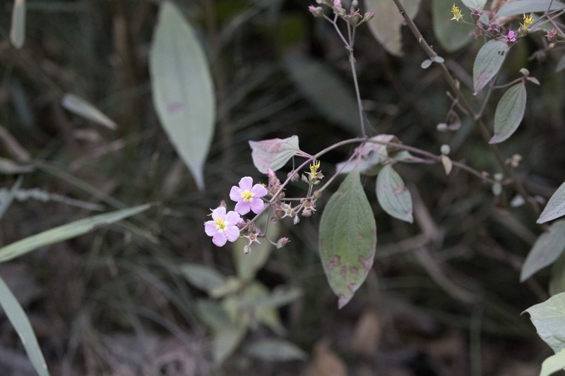 Chaetogastra incarum photo 4