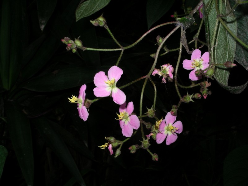 Chaetogastra incarum photo 6