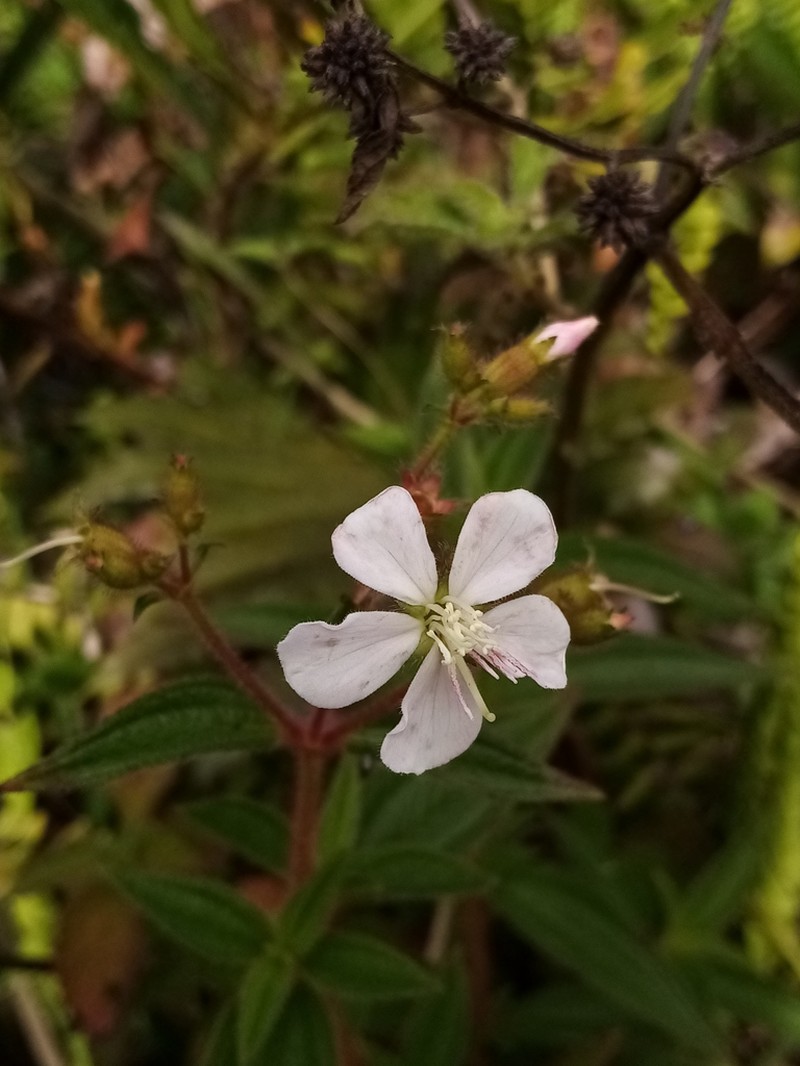 Chaetogastra kingii