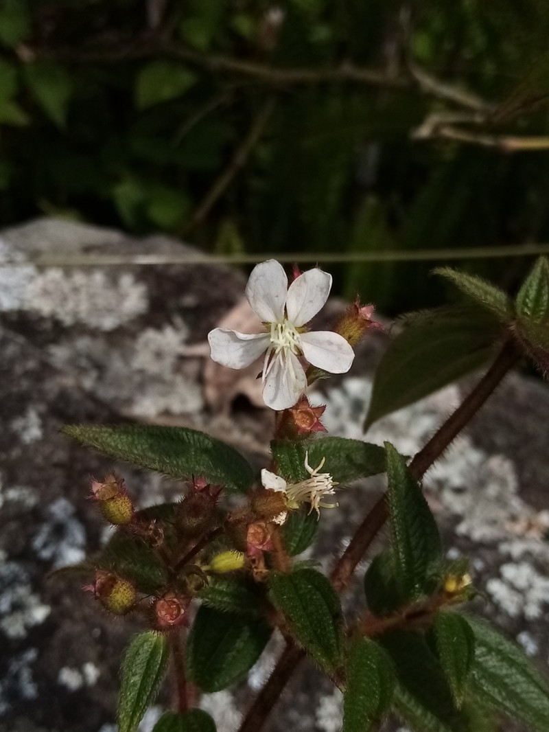 Chaetogastra kingii photo 2