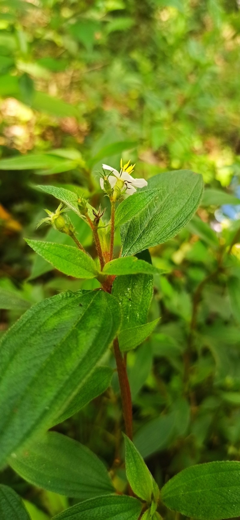 Chaetogastra kingii photo 3