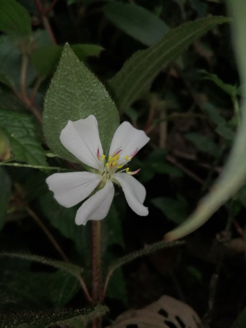Chaetogastra kingii photo 4