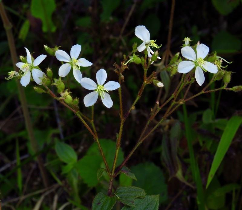 Chaetogastra kingii photo 5