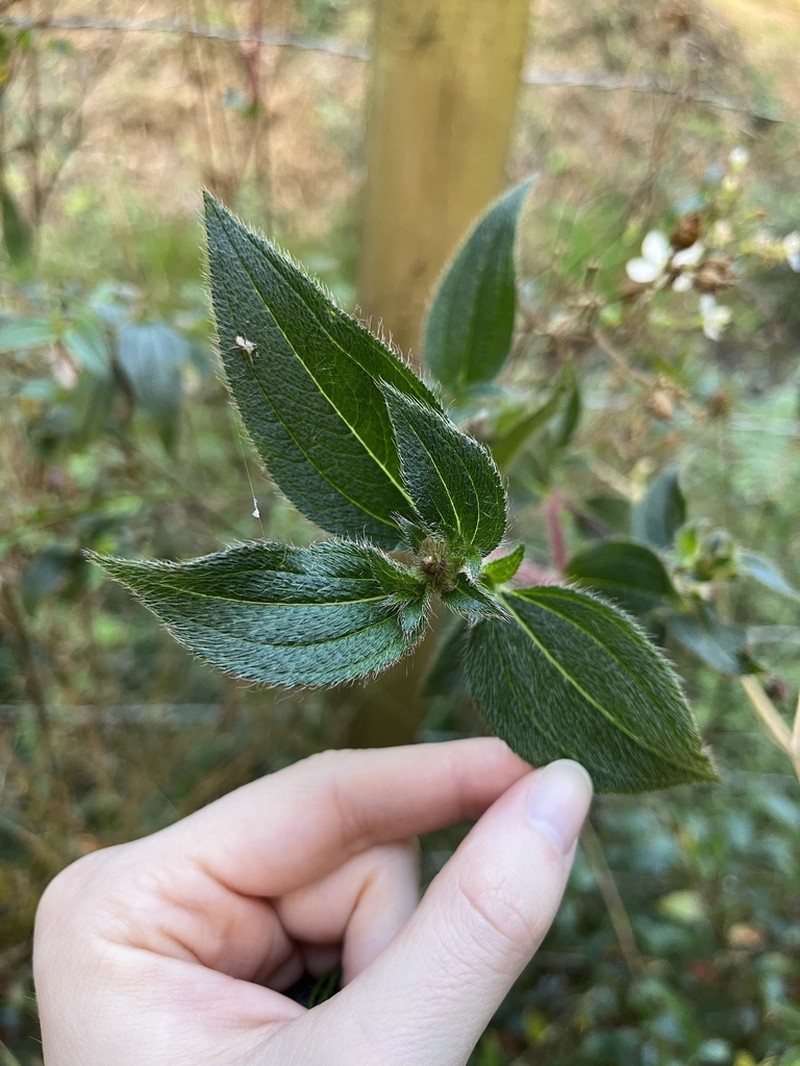 Chaetogastra kingii photo 6