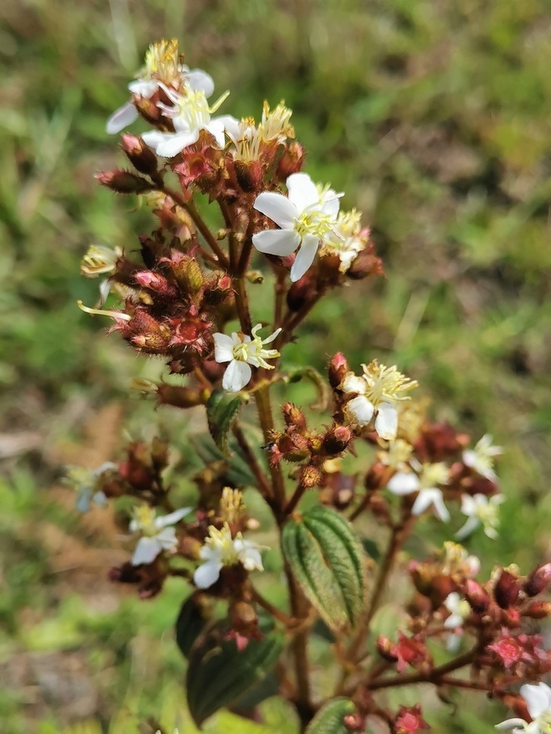 Chaetogastra kingii photo 8