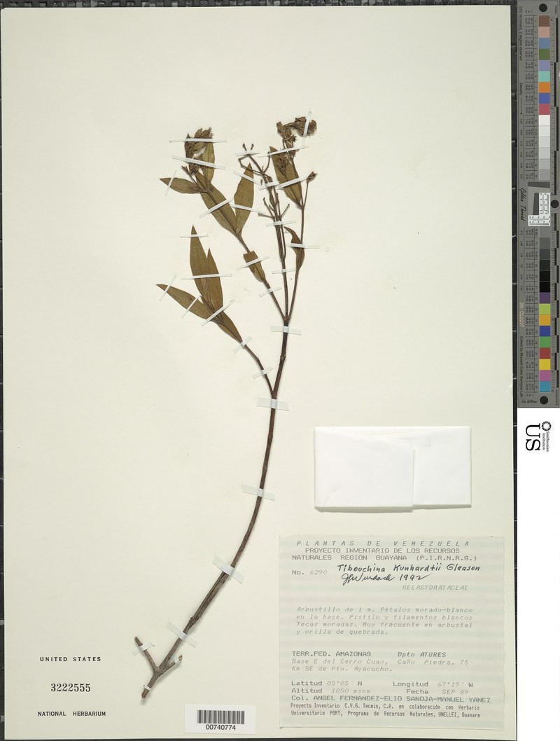 Chaetogastra kunhardtii