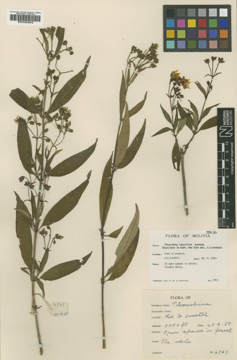 Chaetogastra lancifolia