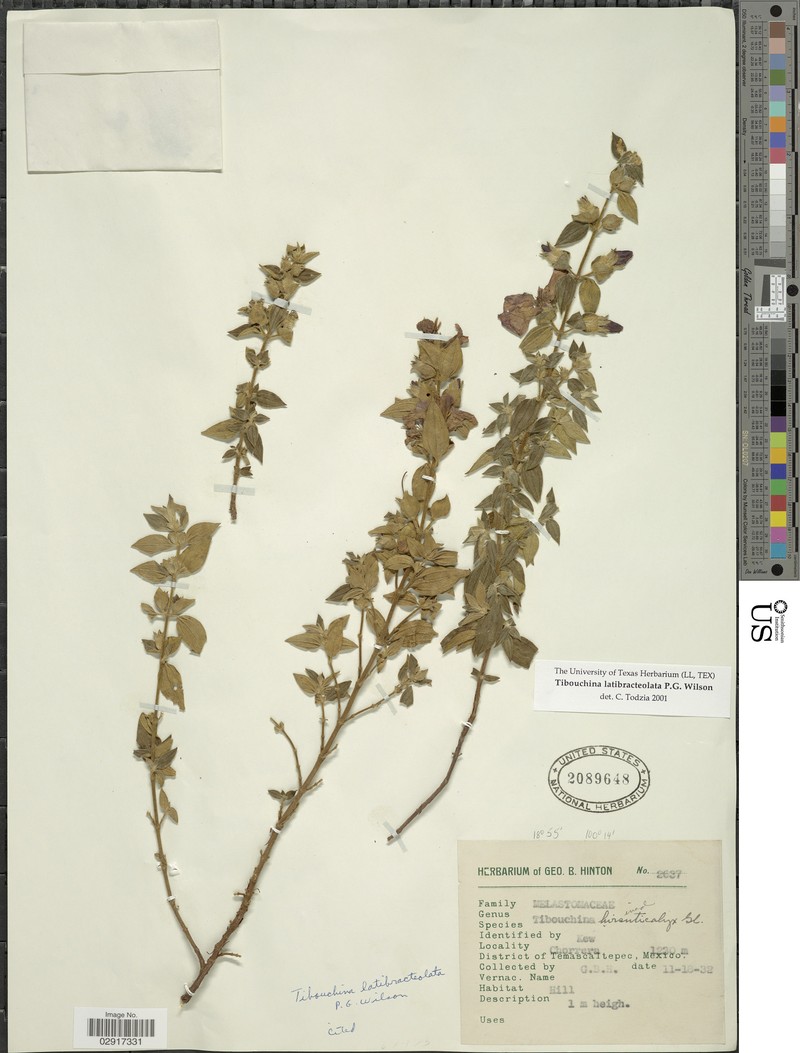 Chaetogastra latebracteolata