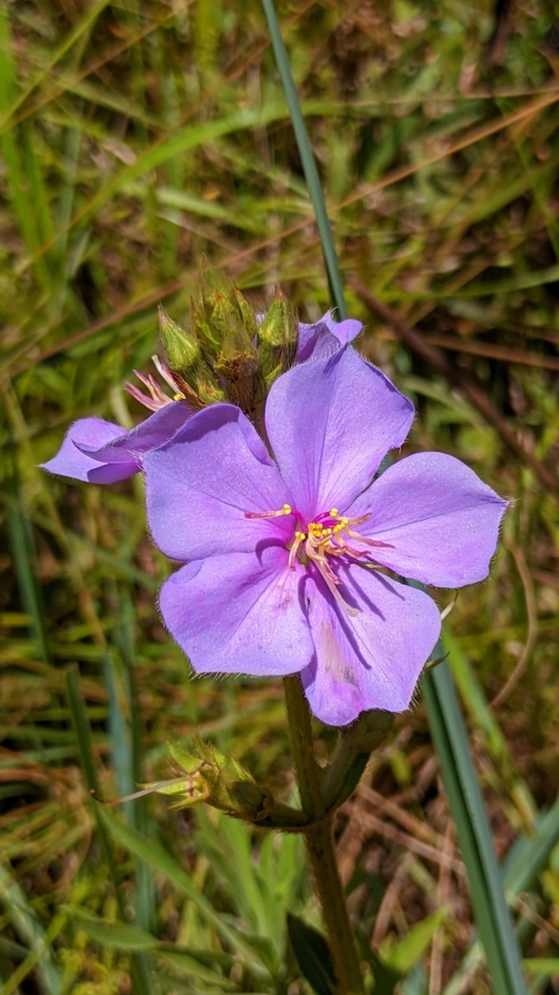 Chaetogastra longipilosa
