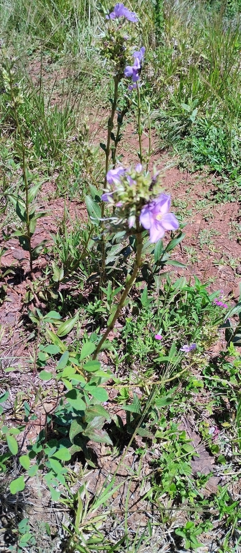 Chaetogastra longipilosa photo 3