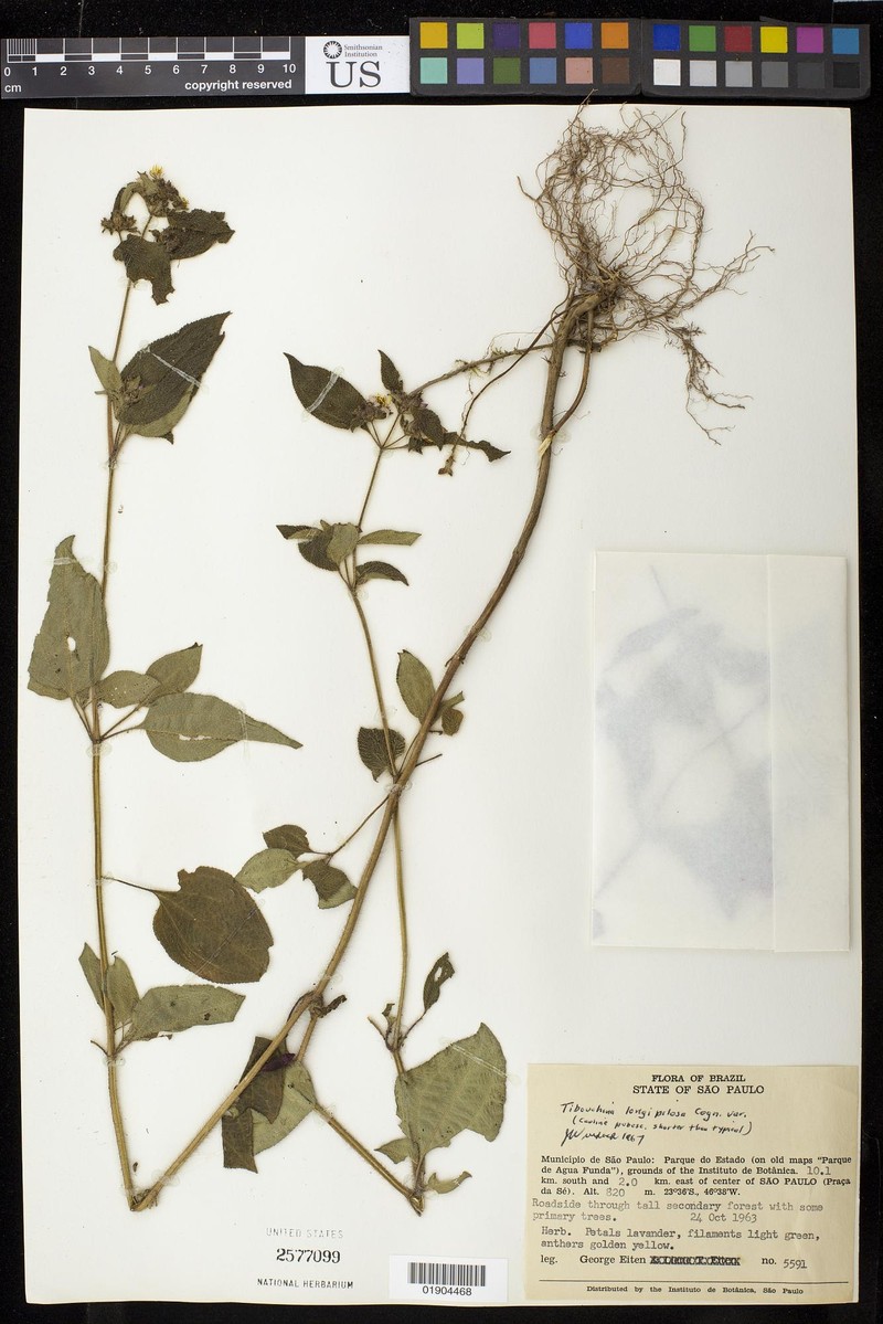 Chaetogastra longipilosa photo 4