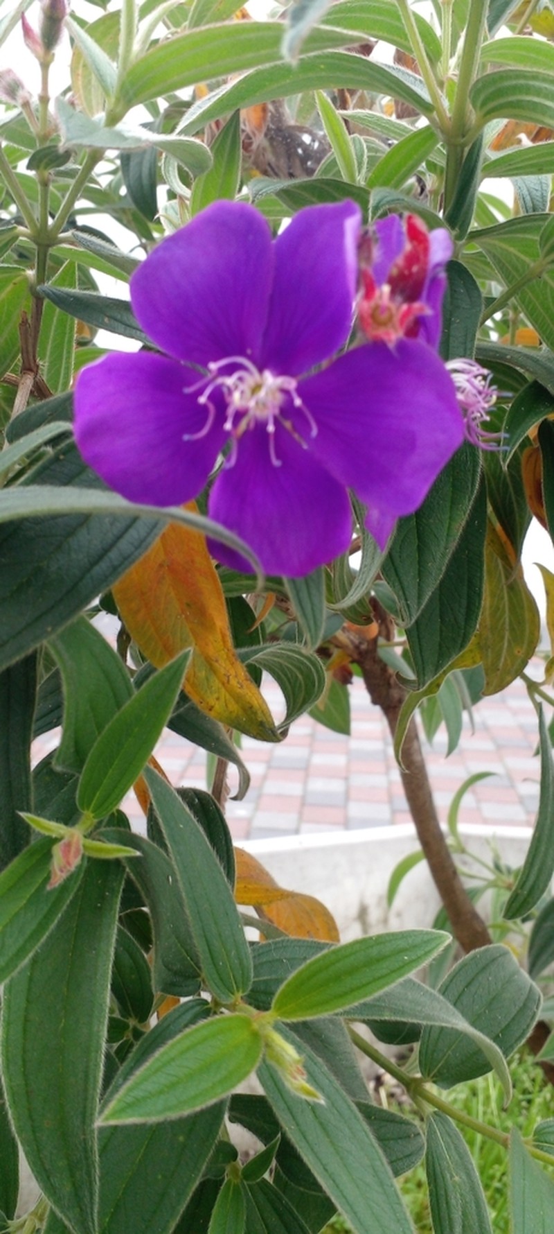 Chaetogastra longisepala photo 5