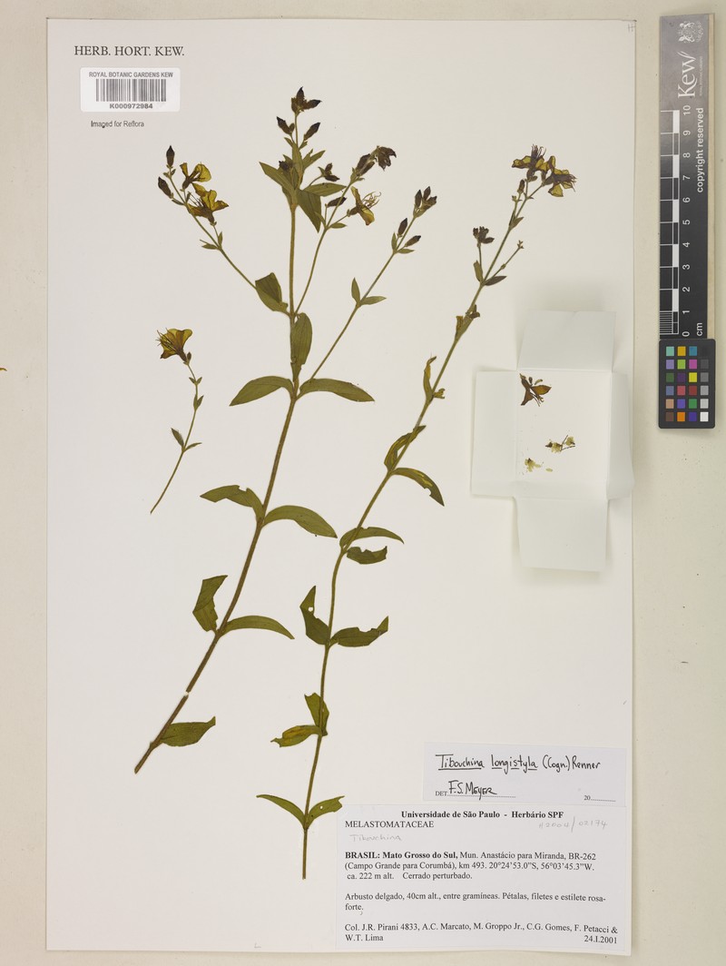 Chaetogastra longistyla