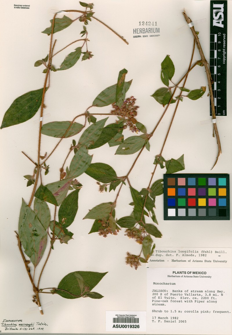 Chaetogastra macvaughii