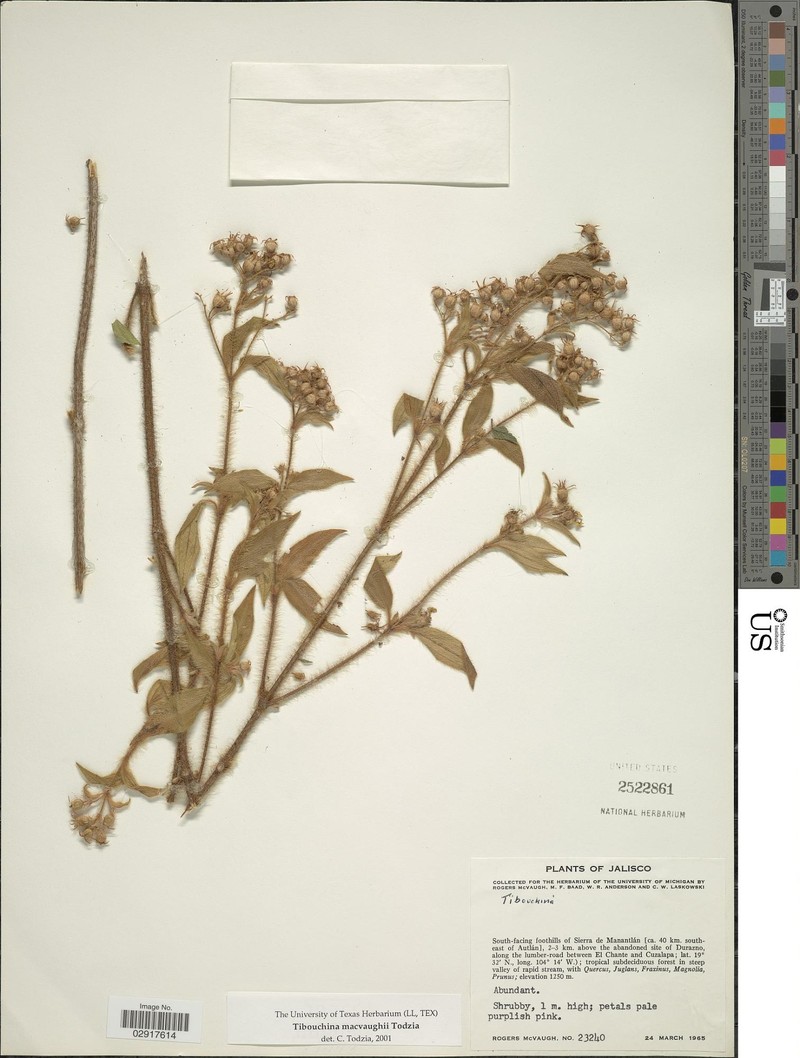 Chaetogastra macvaughii photo 2